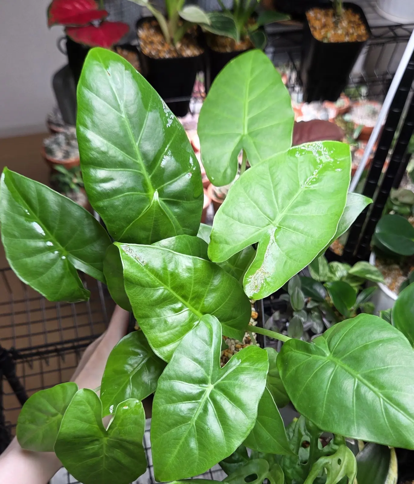 クワズイモ　アロカシア　アフター　①