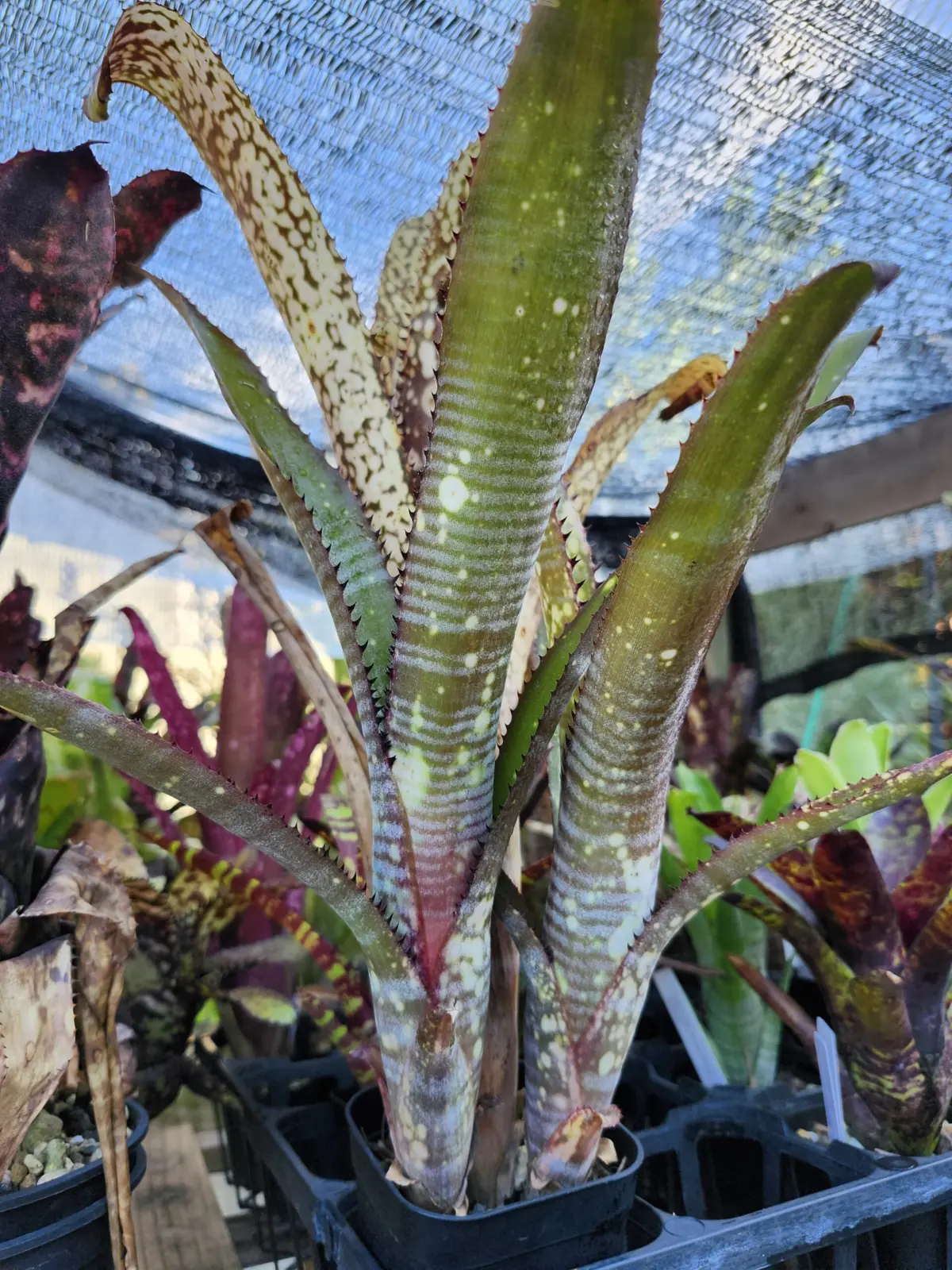 ビルベルギア　札落ち