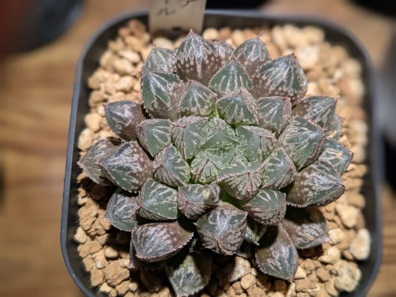 ハオルチア ミラーボール 多肉植物