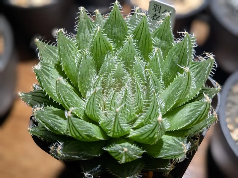 ハオルチア 羽衣 多肉植物