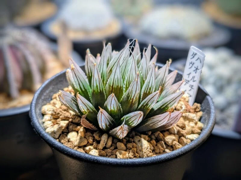 ハオルチア ダヴィディ 多肉植物