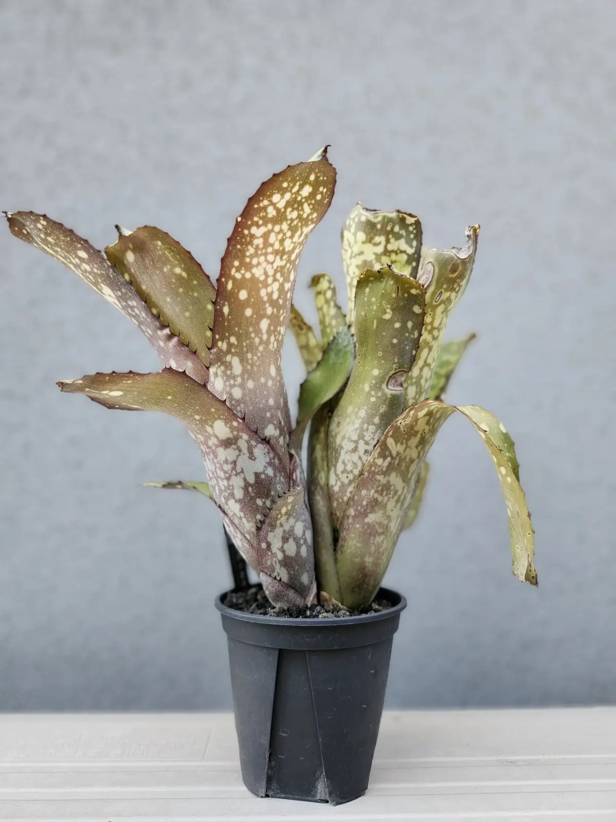 ビルベルギア　アラカイ　②