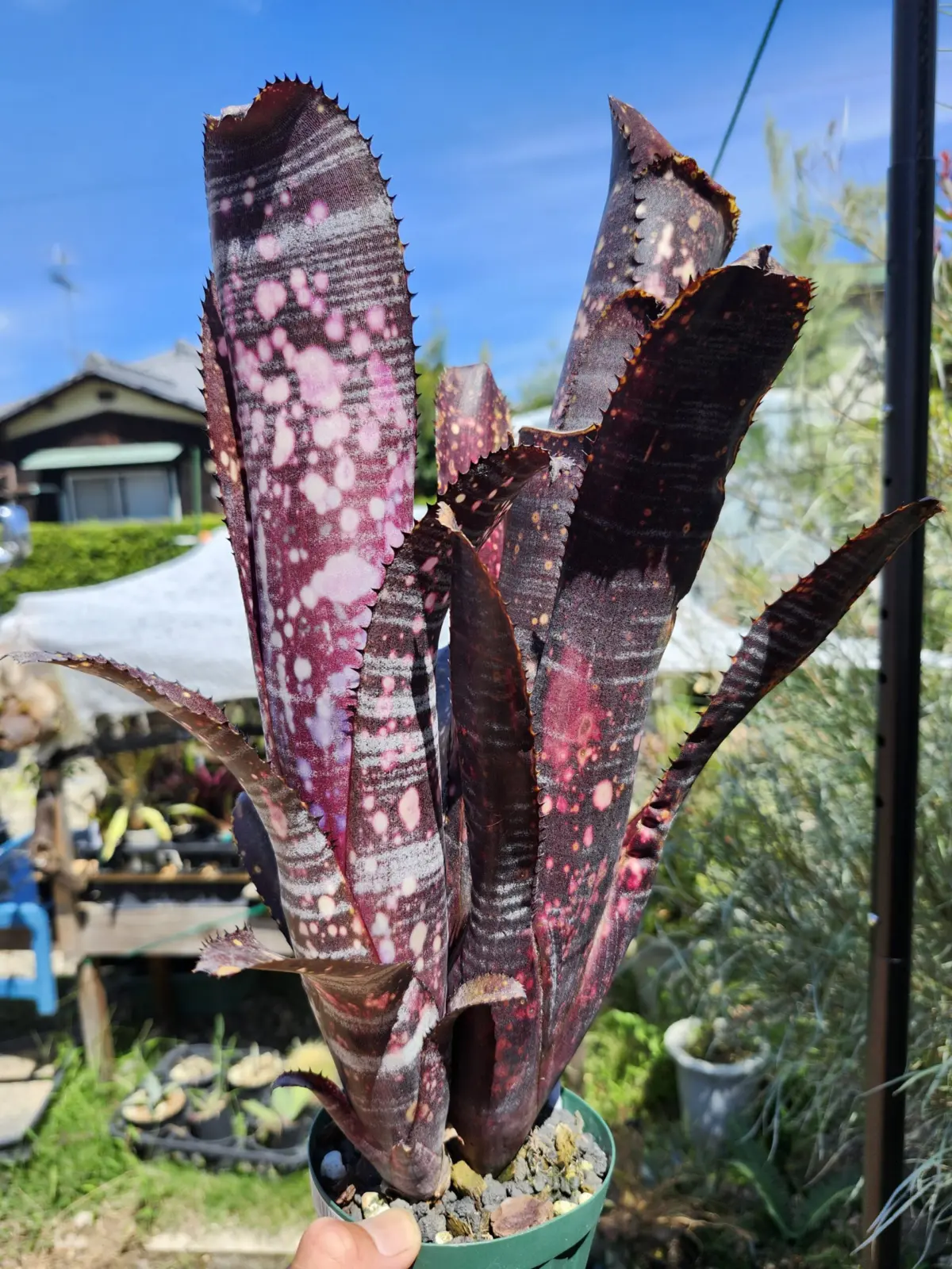 ビルベルギア　オビワン　②