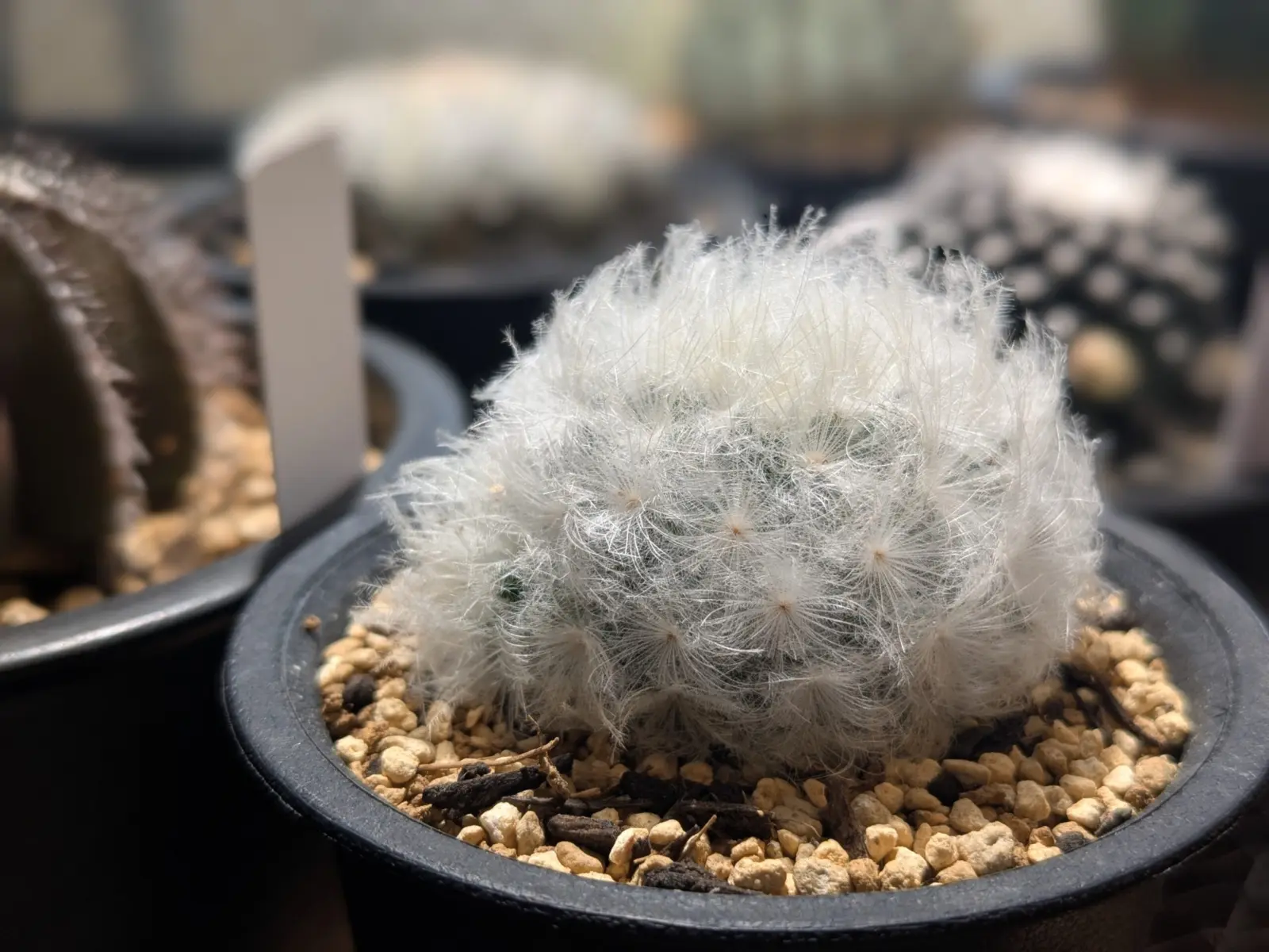 マミラリア　白星（プルモサ）　サボテン