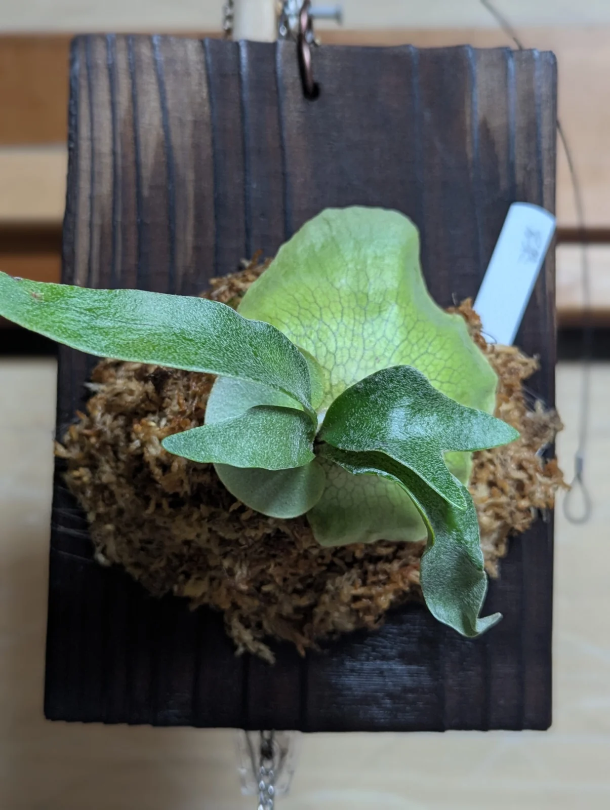 ビカクシダ　写楽