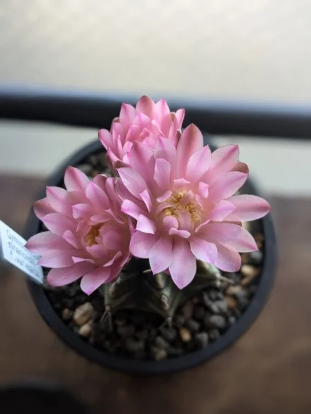 ギノカリウム ミハノビッチ バリエガータ 花 サボテン