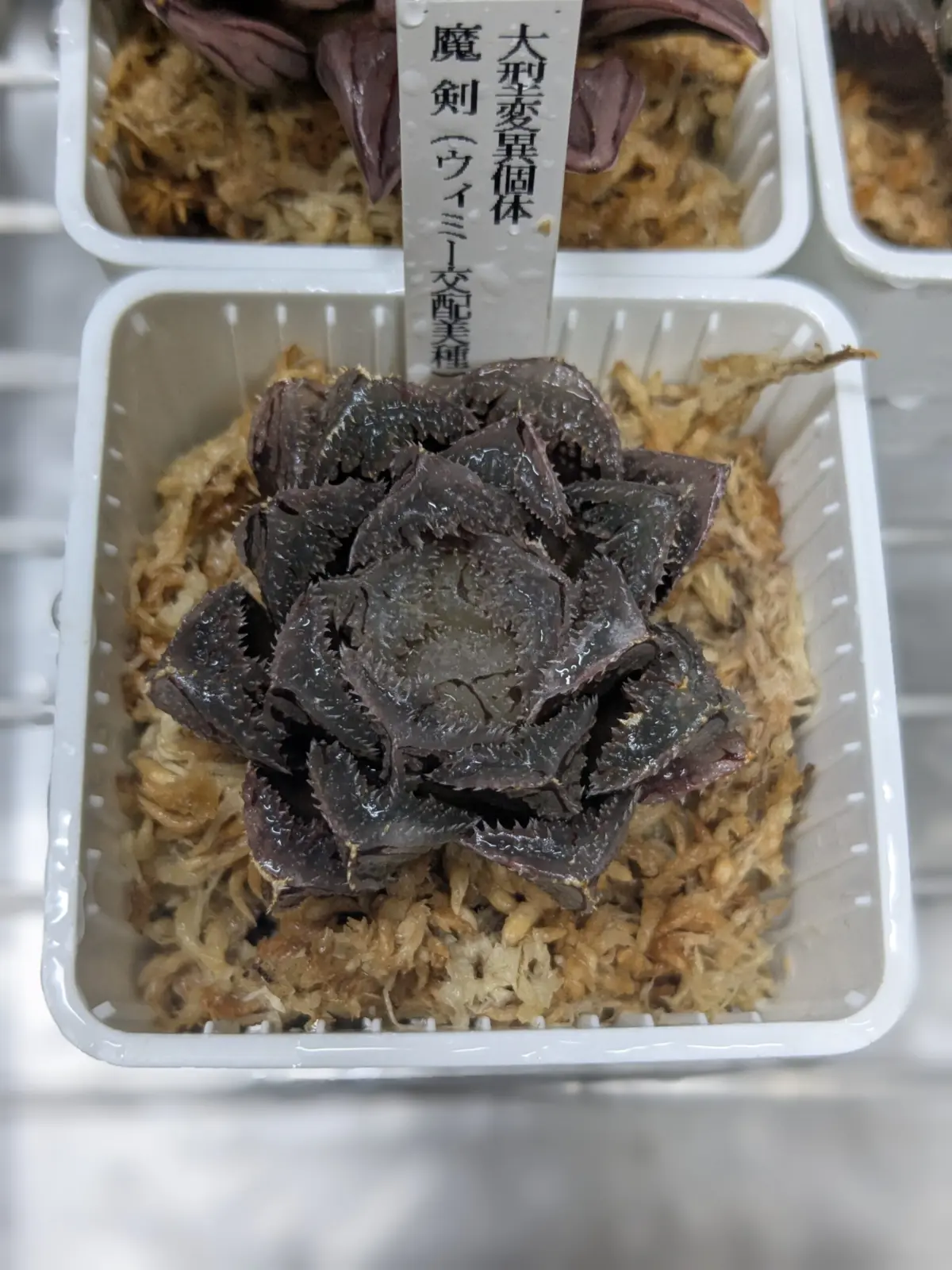 ハオルチア　魔剣　多肉植物