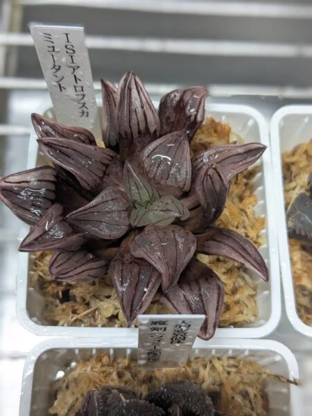 ハオルチア ISIアトロフスカミュータント 多肉植物