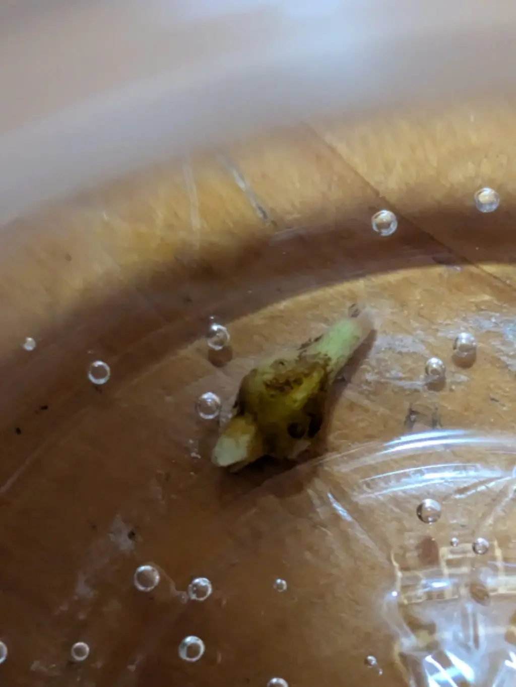 アロカシア 小芋