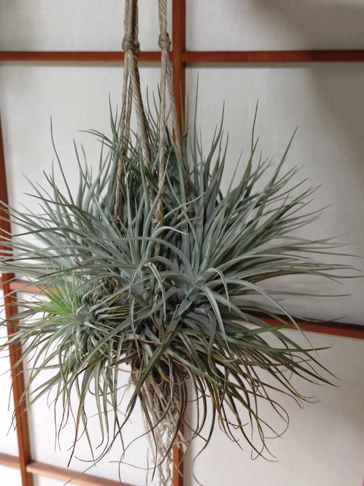 ティランジア　コットンキャンディ