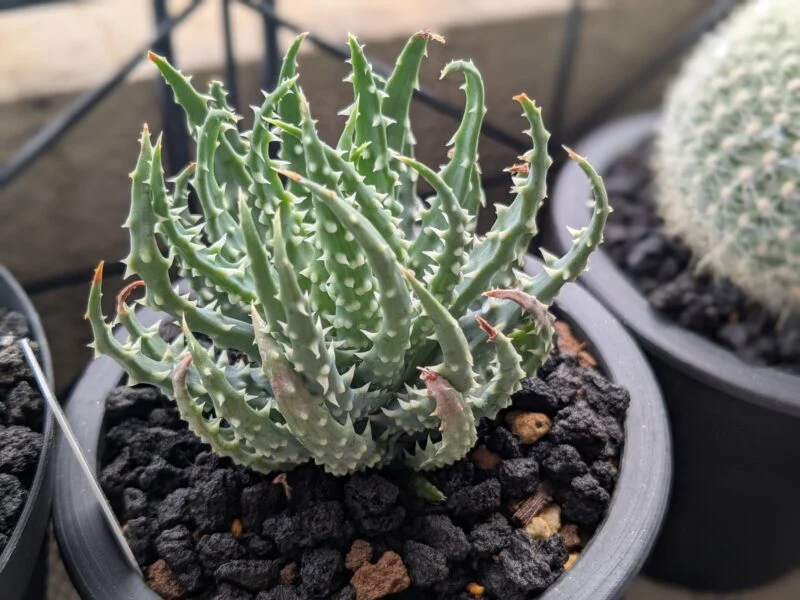 アロエ　フミリス　多肉植物