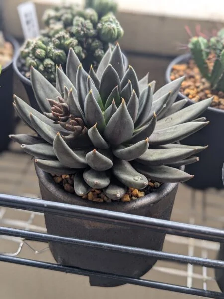 エケベリア ブラックナイト 多肉植物
