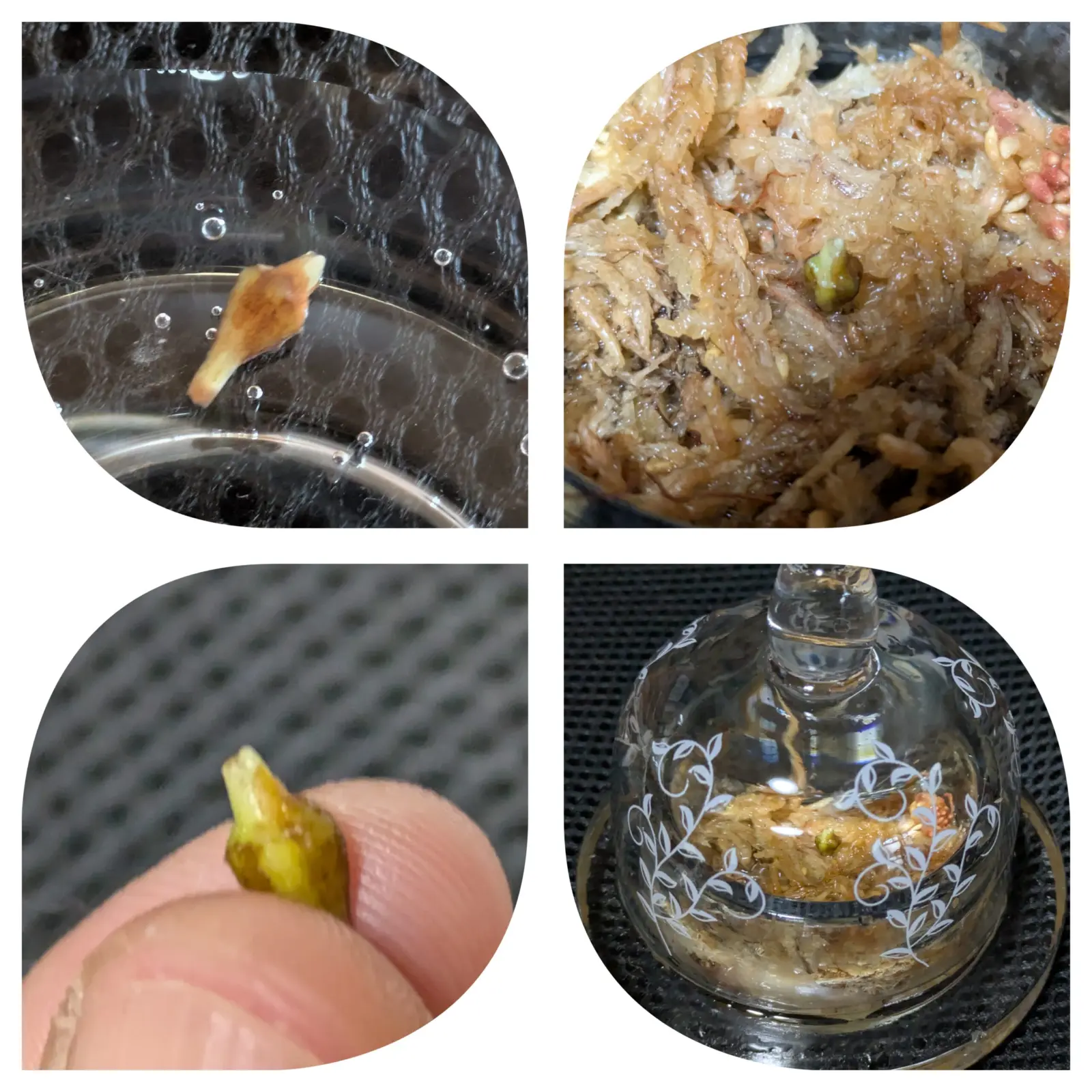 アロカシア 小芋