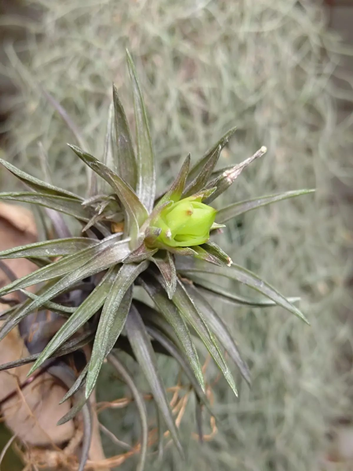 （編集）ティランジア　ネグレクタ