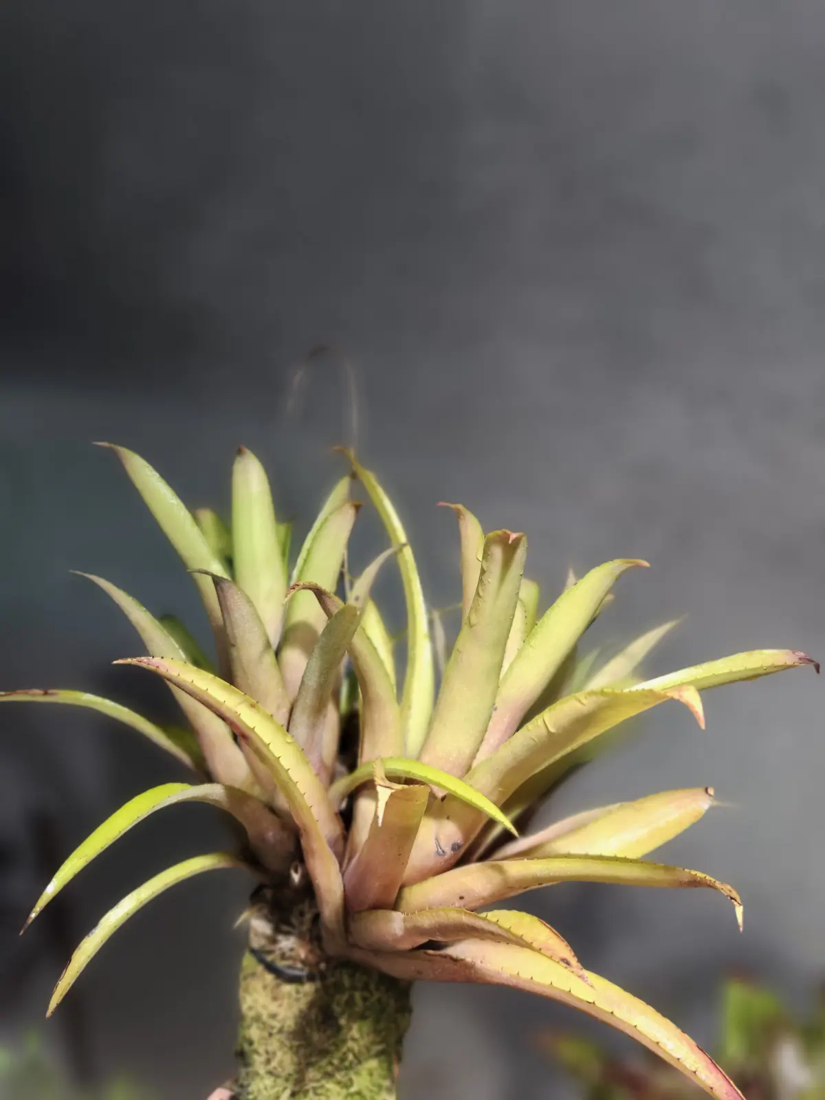 エクメア　ブルートゥース　①