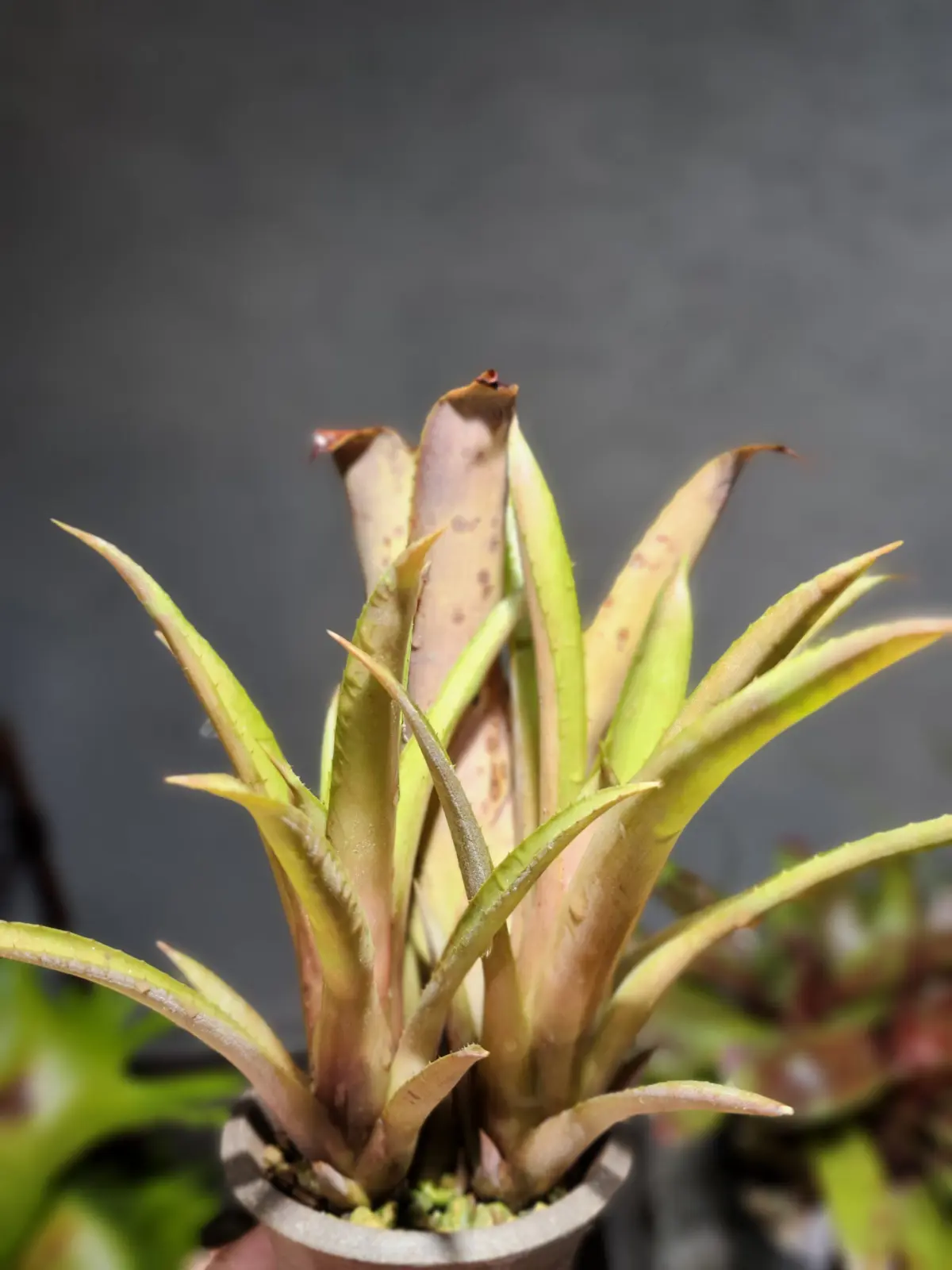 エクメア　ブルートゥース　②