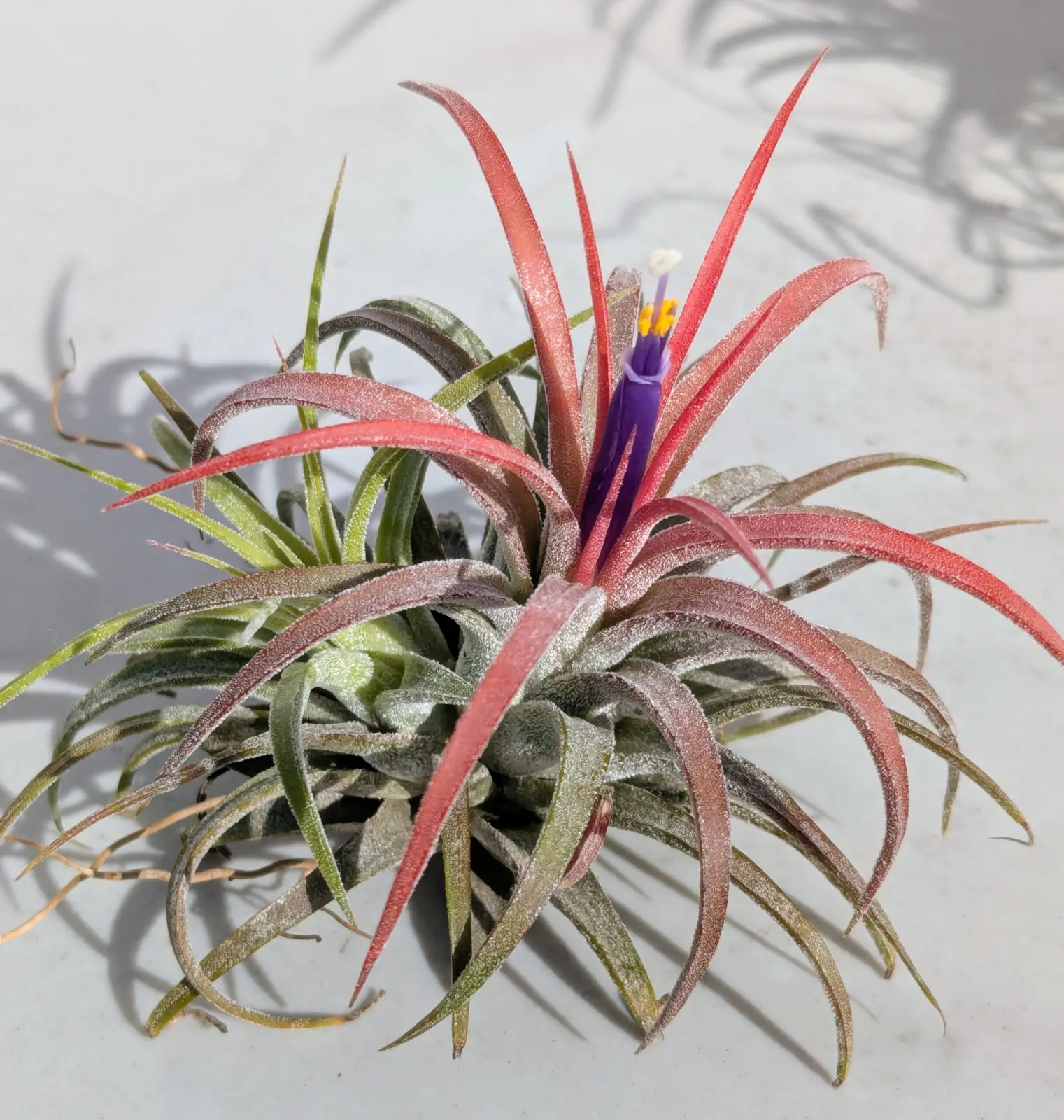 ティランジア 100均 開花