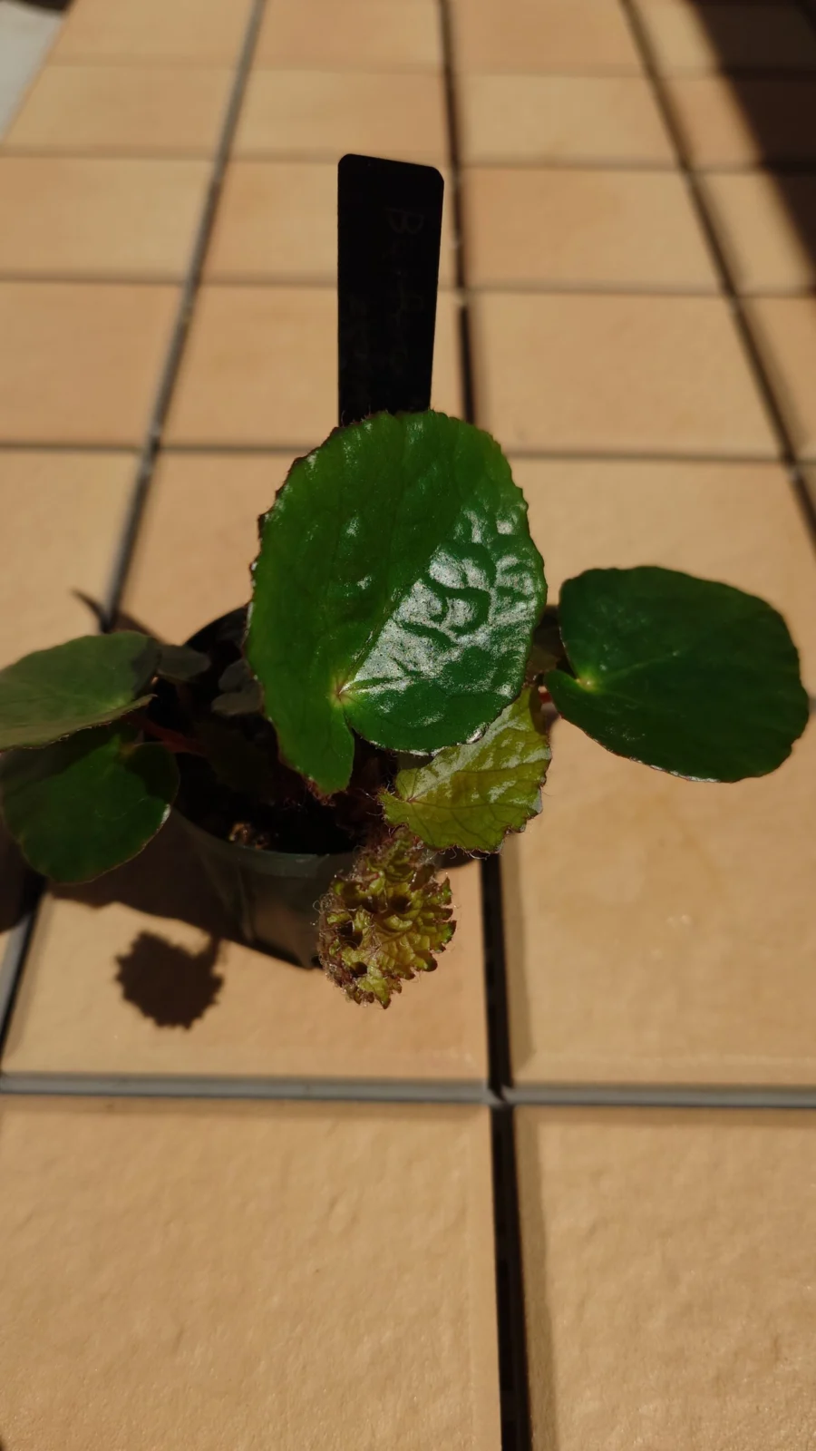 ベゴニア　フェロックス