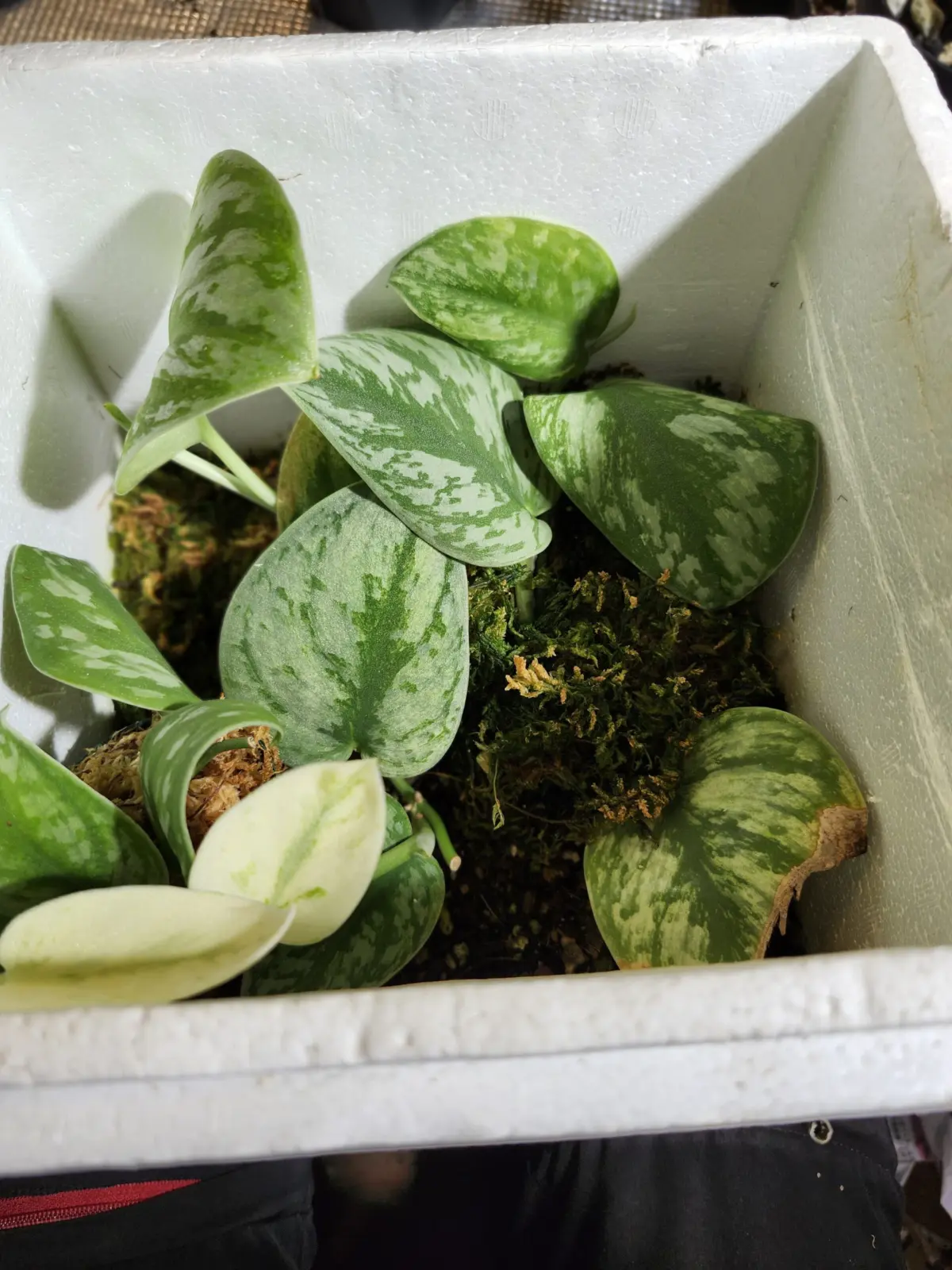 スキンダプサス　フォログラム