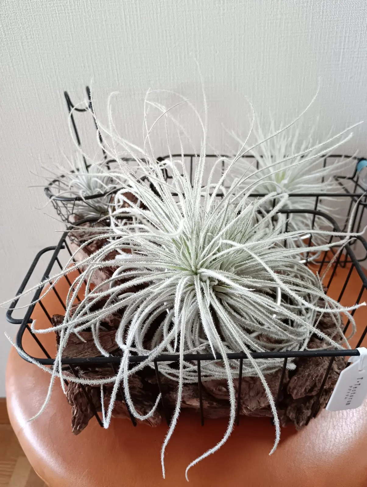 ティランジア　テクトラム