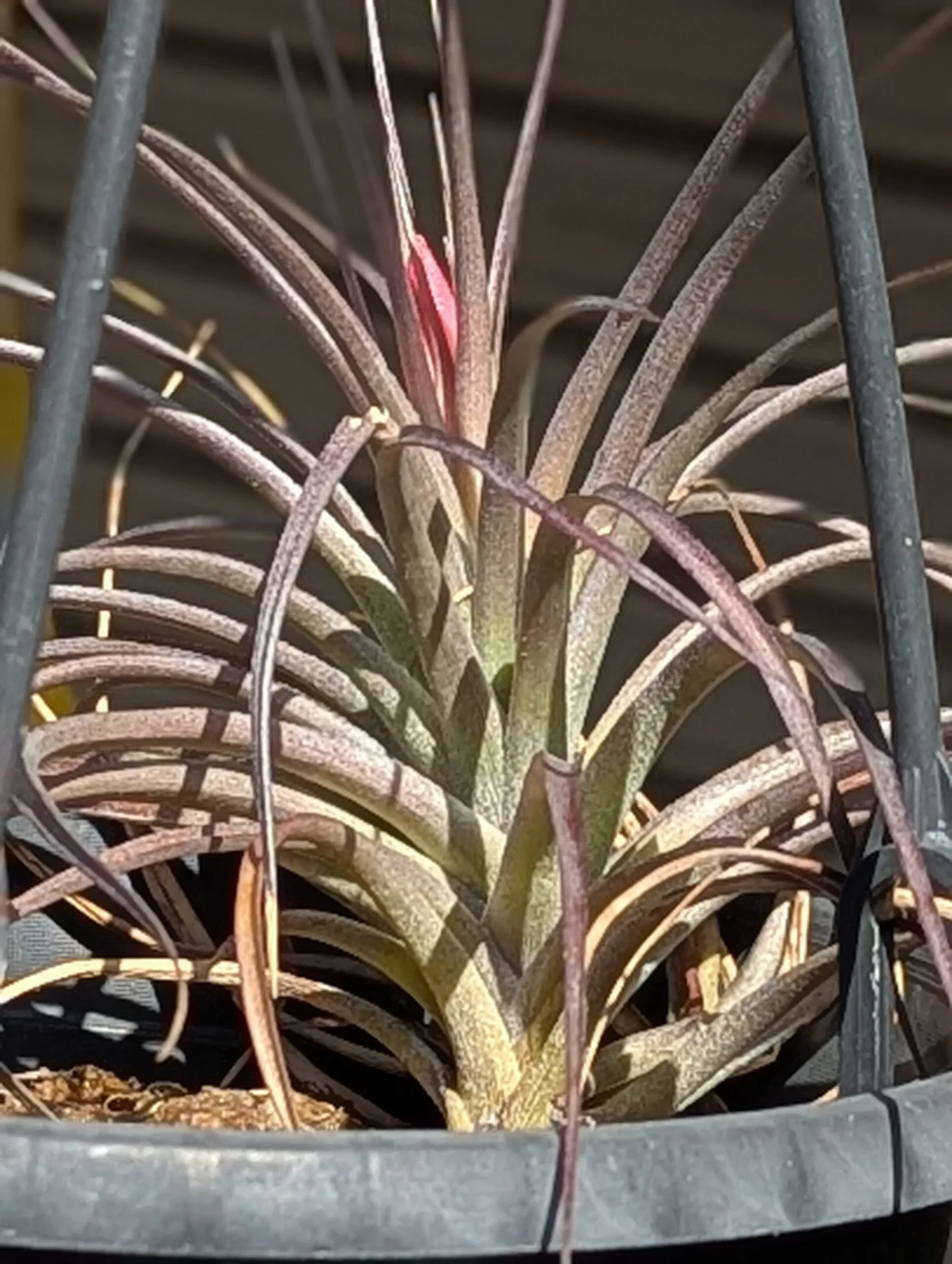 ティランジア　札落ち　越冬チャレンジ