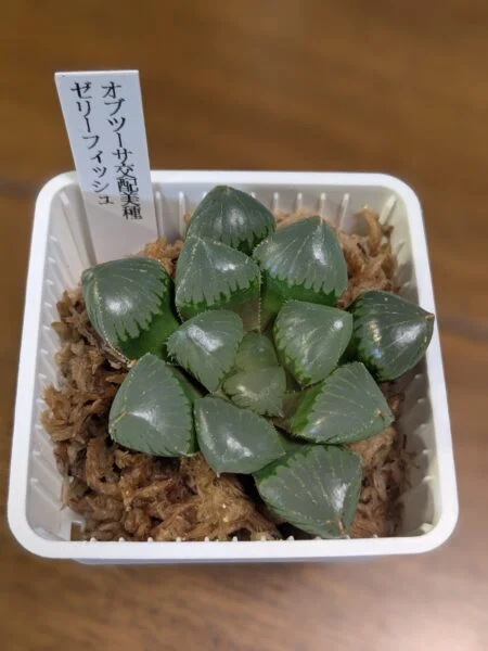 ハオルチア オブツーサ ゼリーフィッシュ 多肉植物