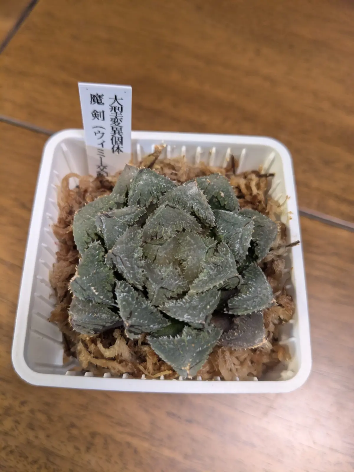 ハオルチア　魔剣　多肉植物