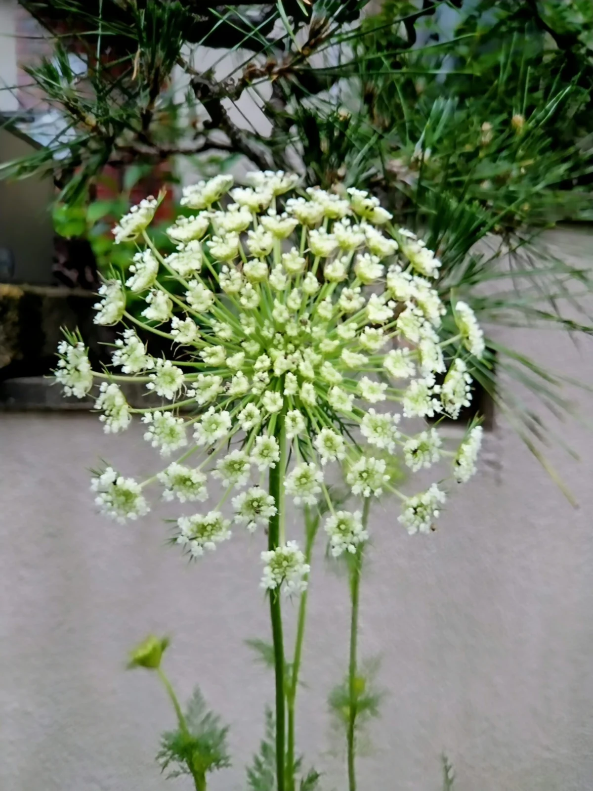 野菜　ニンジン🥕　花
