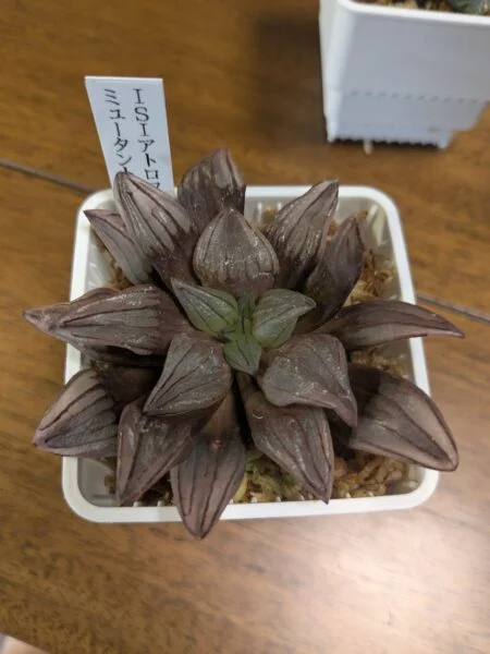 ハオルチア アトロフスカミュータント 多肉植物