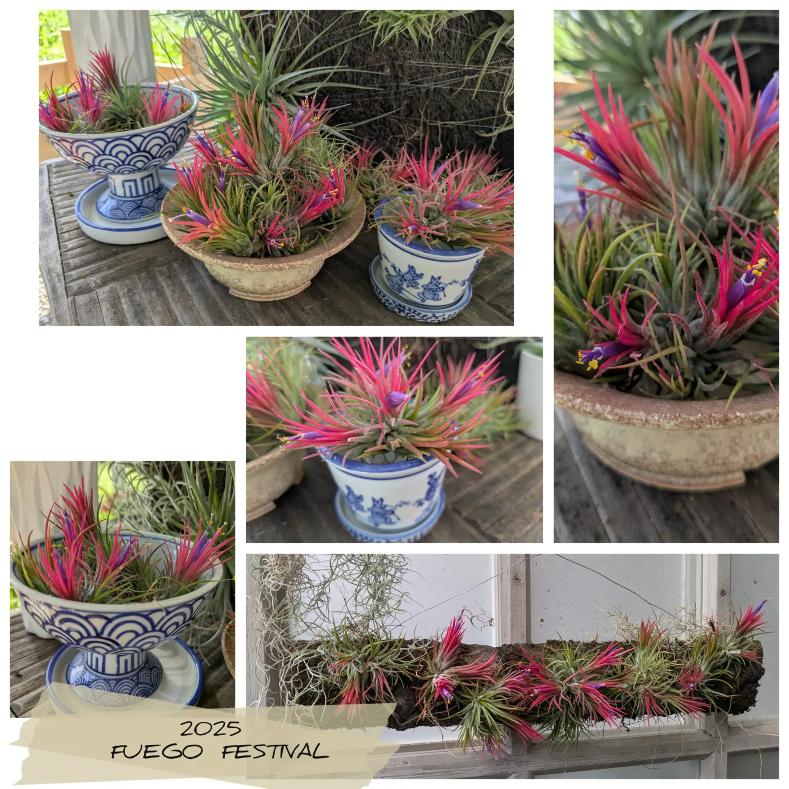 チランジア　イオナンタ　フエゴ