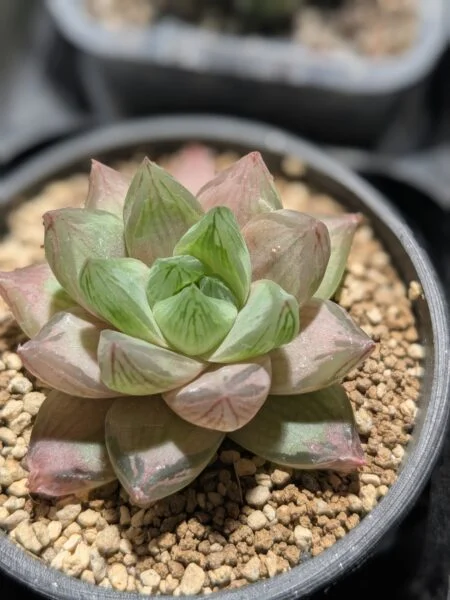 ハオルチア ロゼア 多肉植物