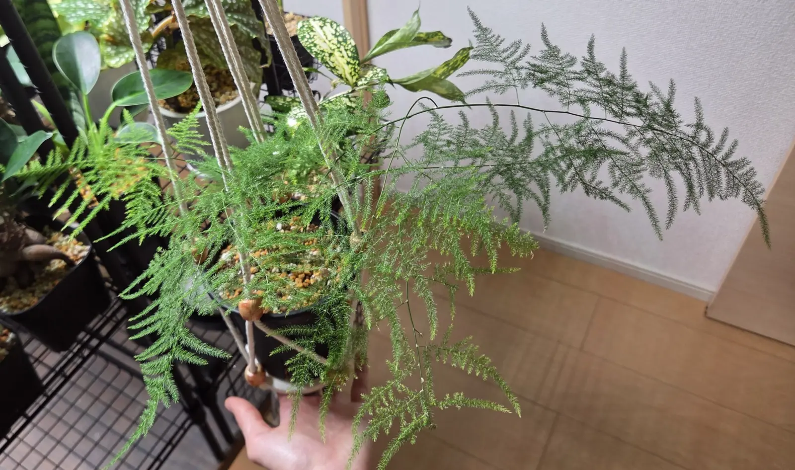 アスパラガス　100均　アフター　②