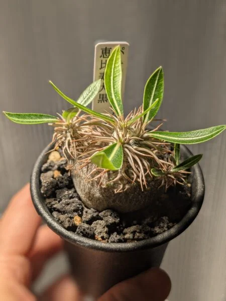 パキポディウム　恵比寿大黒　塊根植物