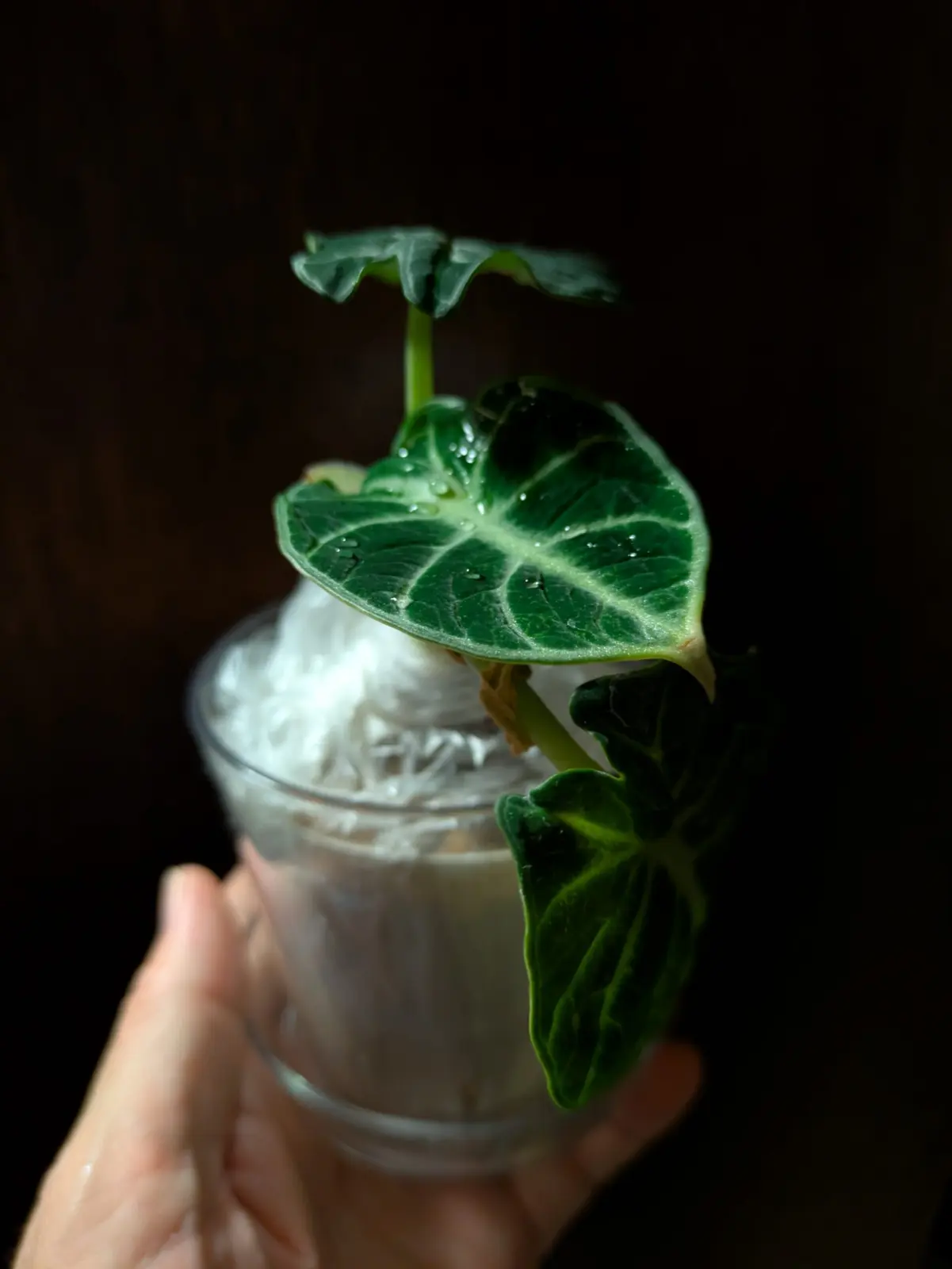 アロカシア （札落ち ﾆﾝｼﾞｬ？何じゃ？）