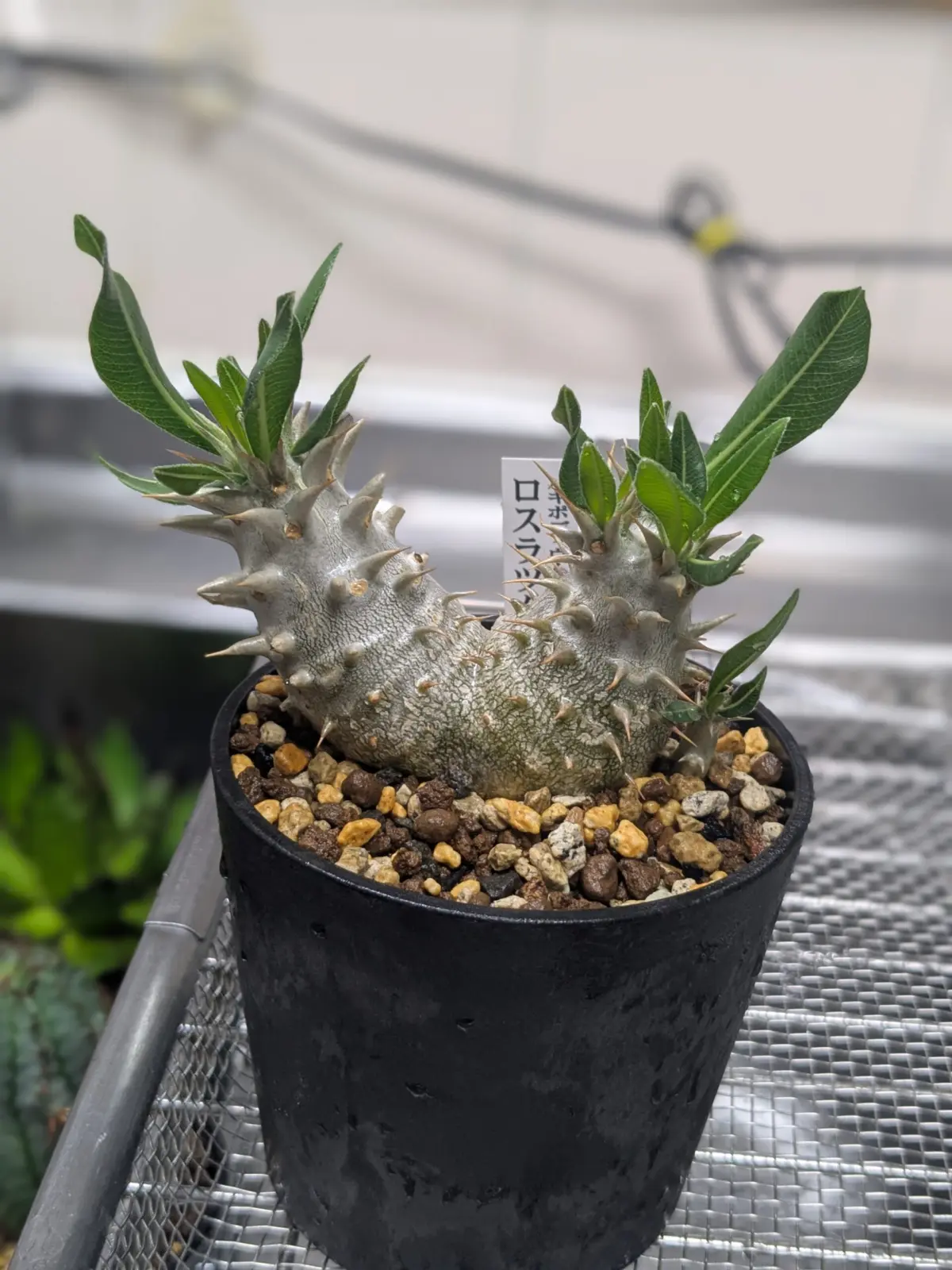 パキポディウム　ロスツラム　塊根植物　多肉植物　徒長