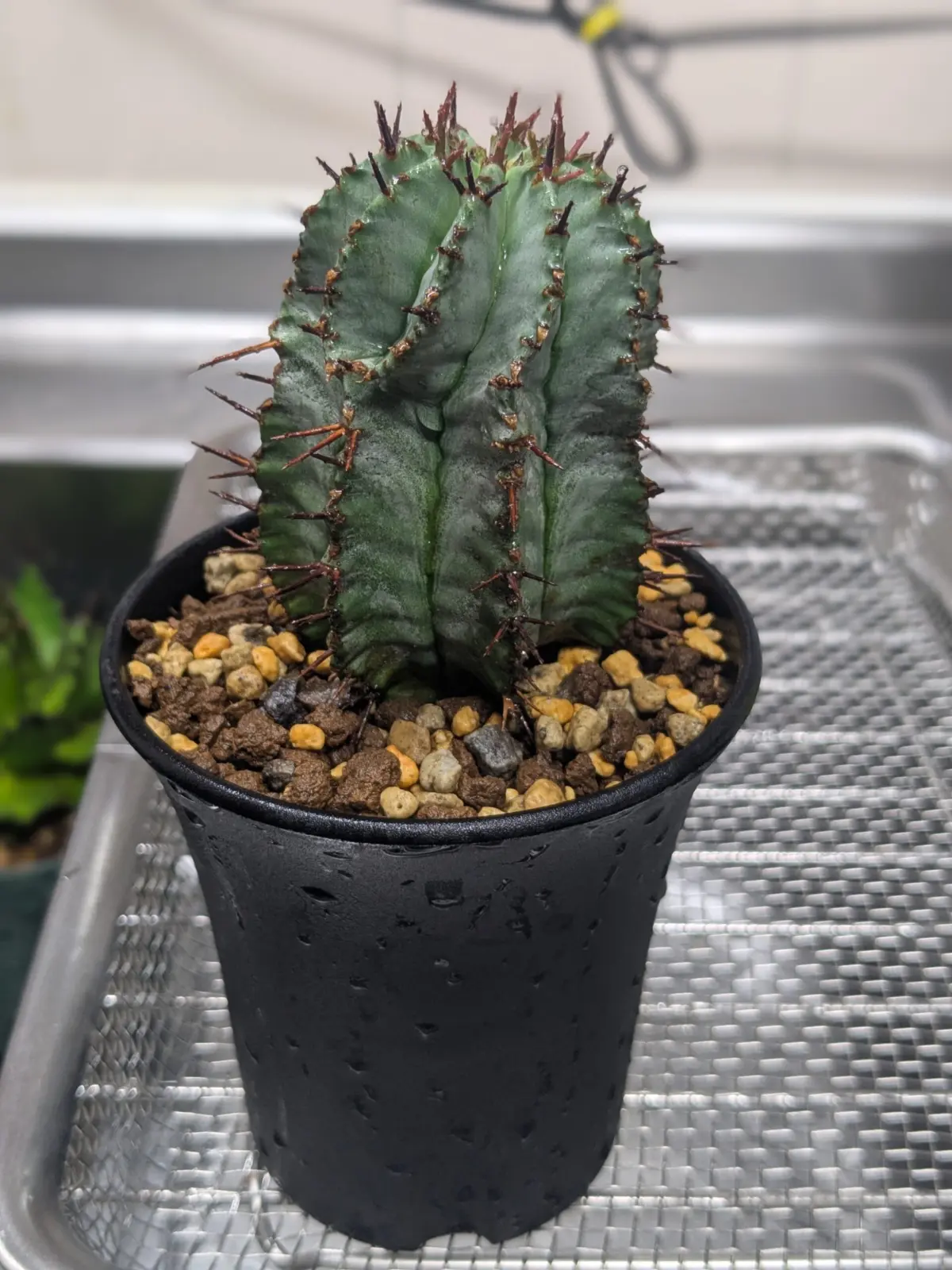 ユーフォルビア　ホリダ　多肉植物
