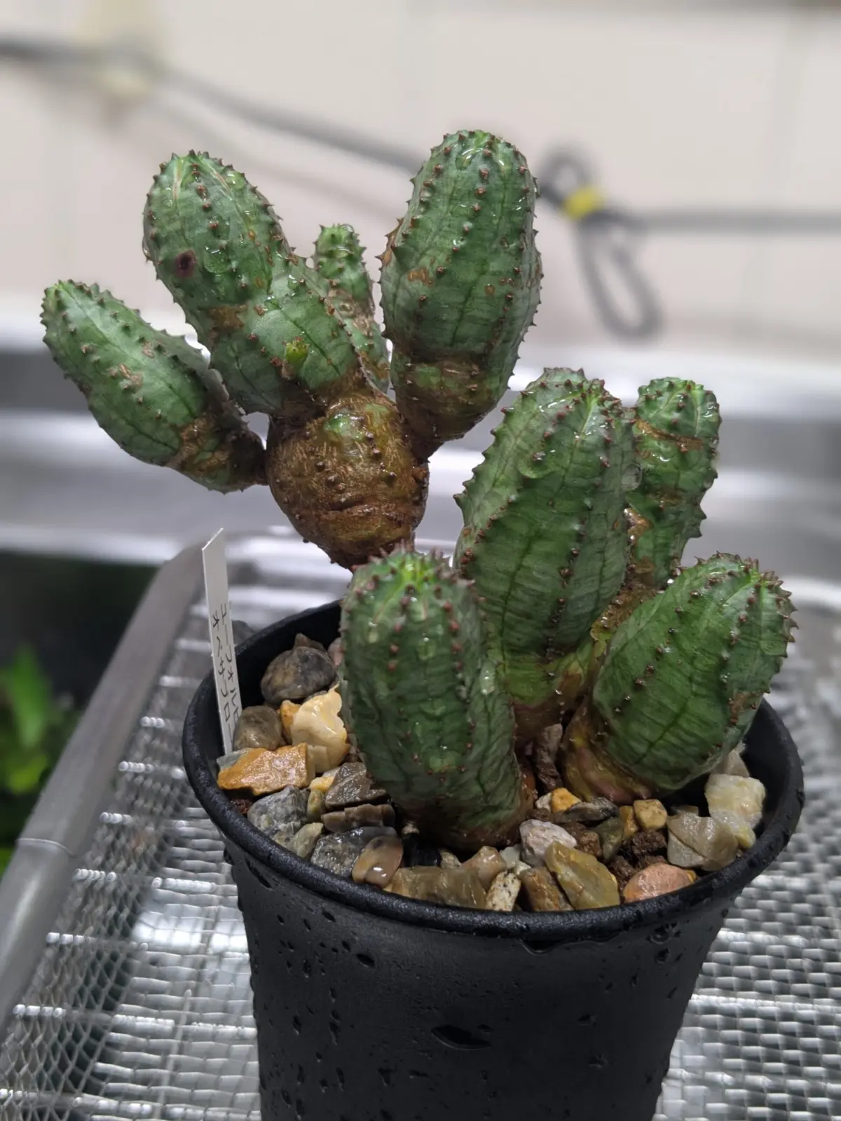 ユーフォルビア　オベサブロウ　多肉植物