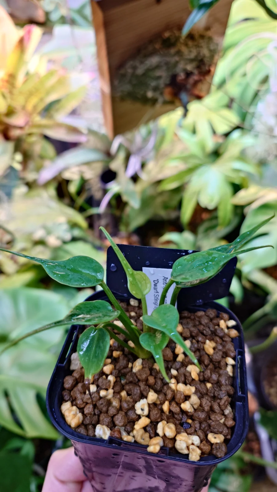 アンスリウム　ドワーフ スティングレイ