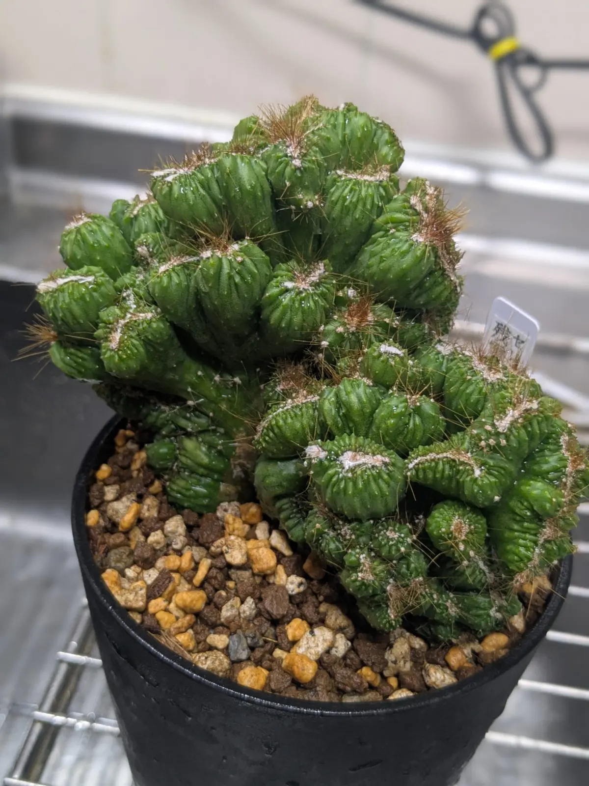 セレウス　残雪獅子　サボテン　多肉植物