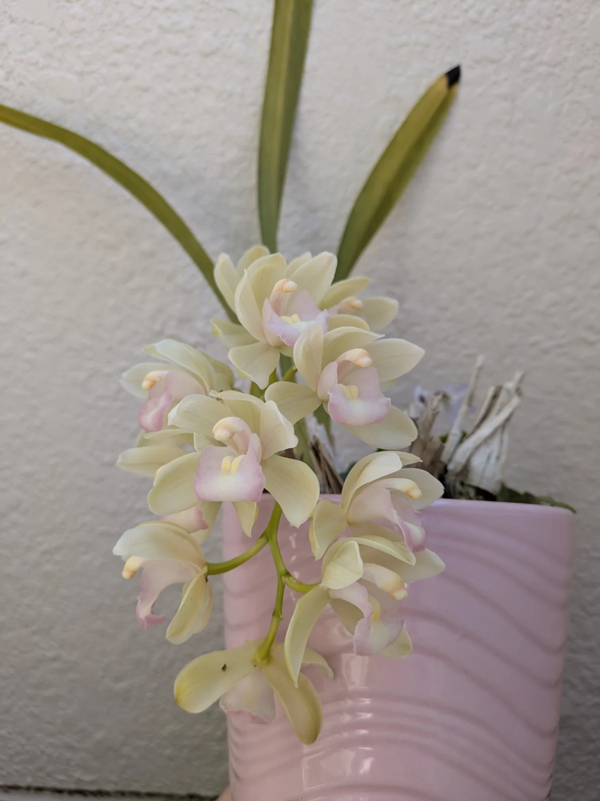 シンビジウム　サラジーン　湖衣姫（こいひめ）下垂性