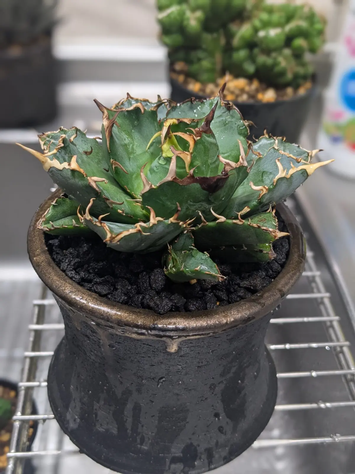 アガベ　チノチタ　レッドキャットウィールズ　多肉植物
