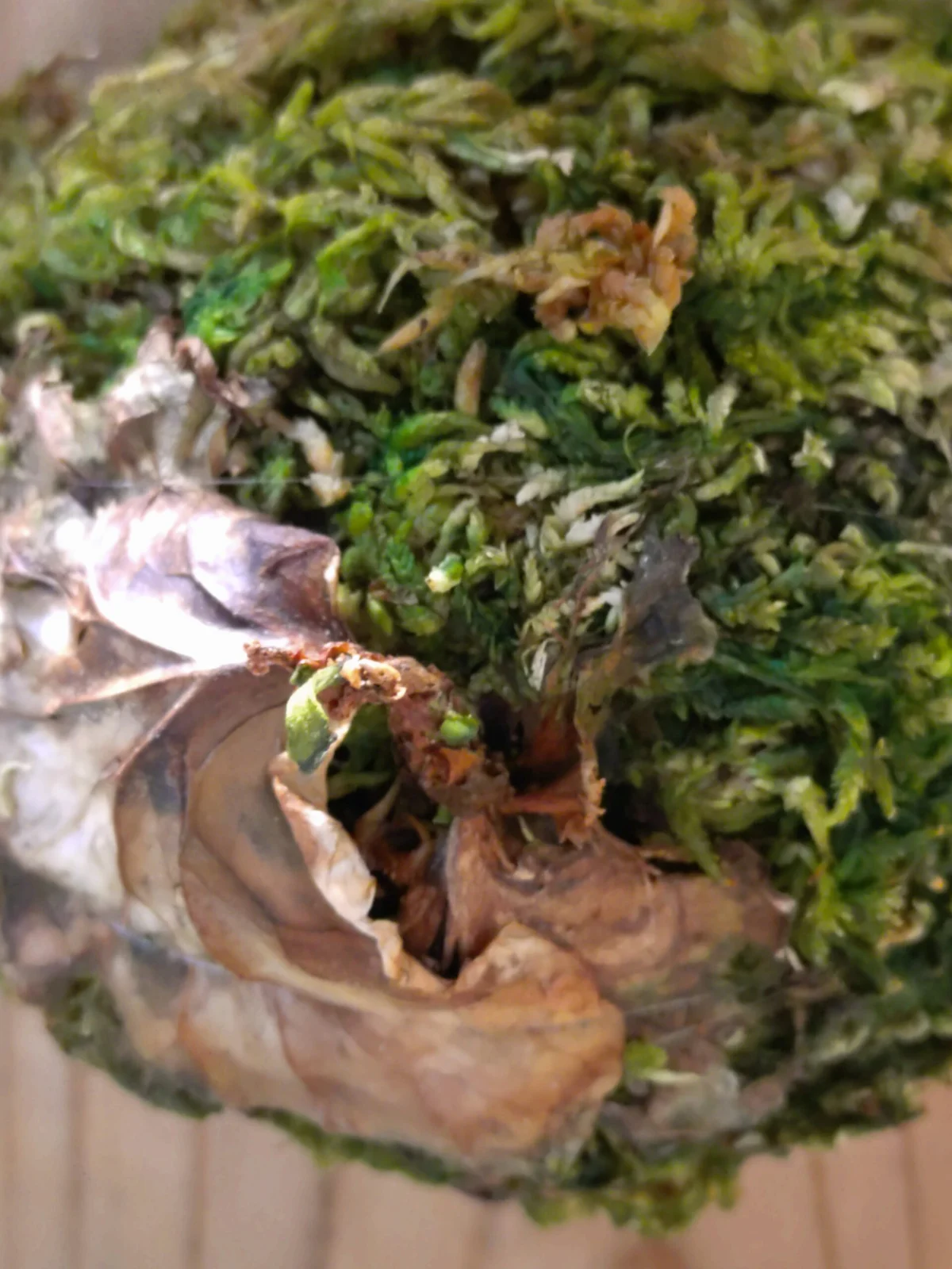 ビカクシダ　リドレイ