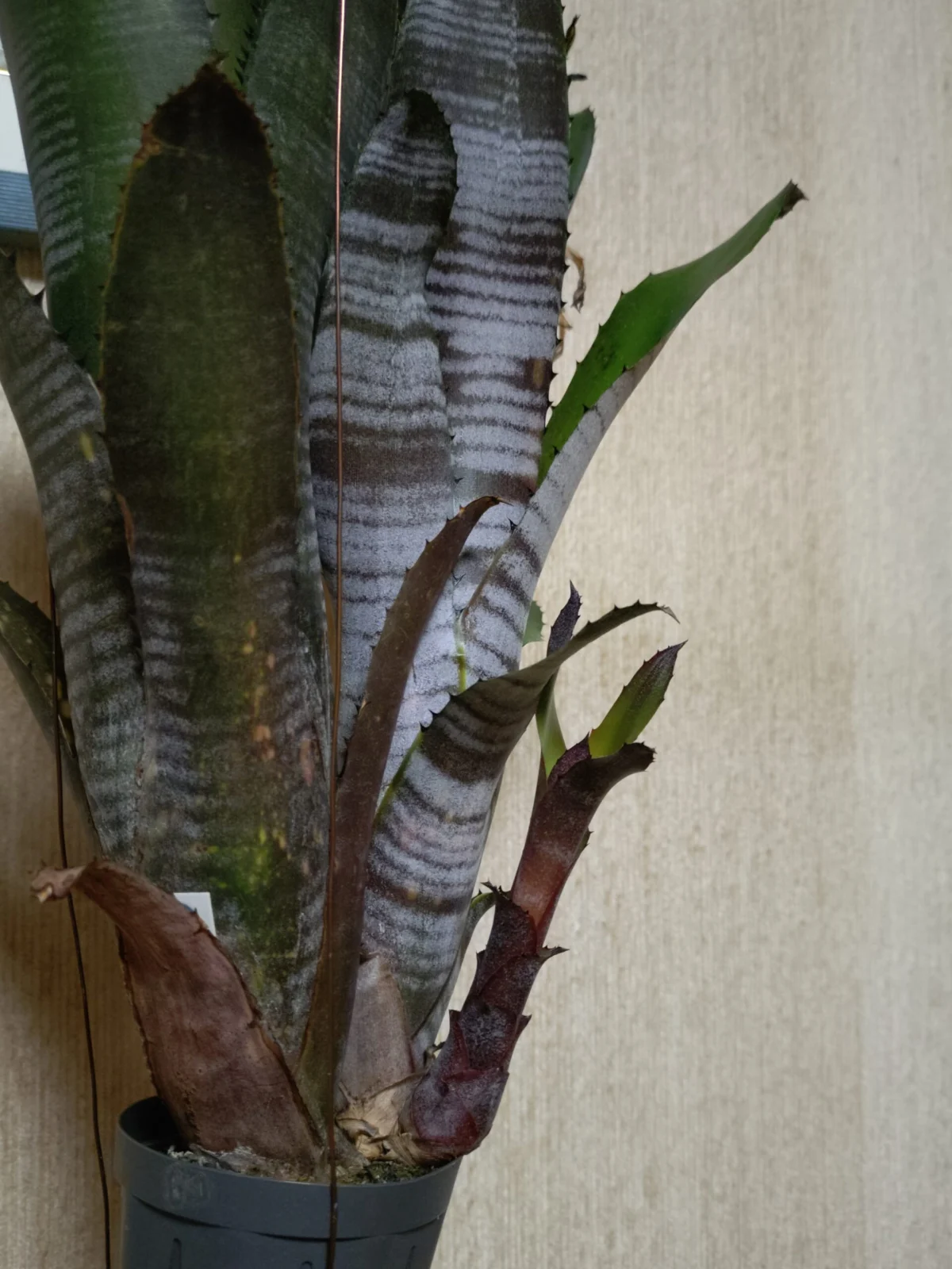 ビルベルギア　スモークスタック　子株