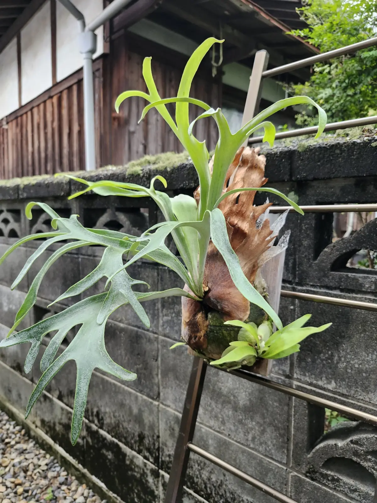 ビカクシダ　写楽　②