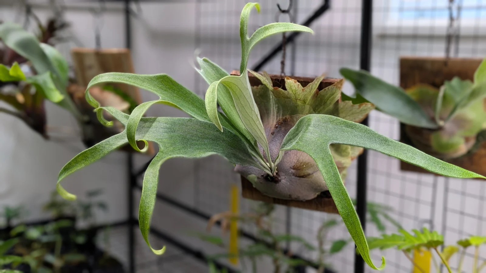 ビカクシダ　札落ち