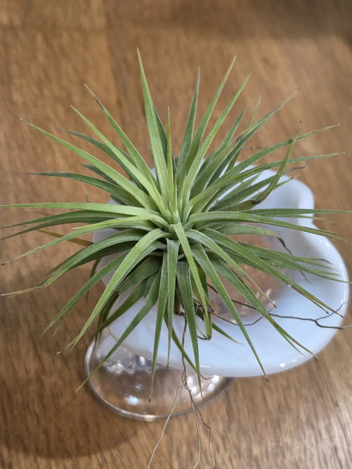 ティランジア　イオナンタ　黄斑