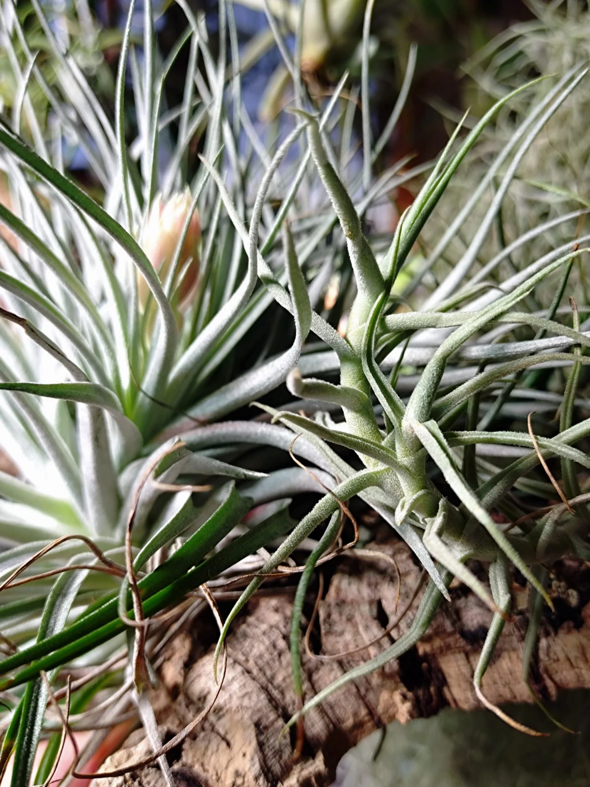 ティランジア　パレアセア