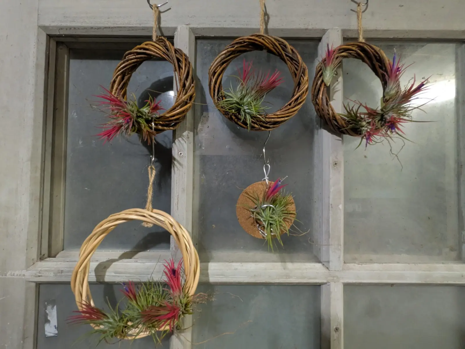 チランジア　イオナンタ　フエゴ