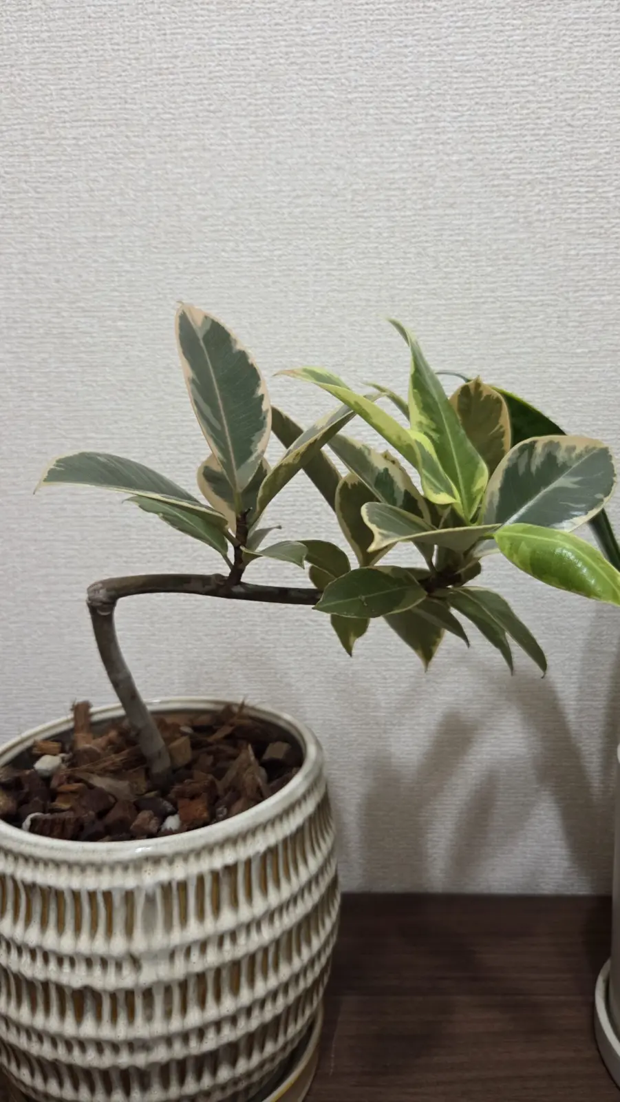 フィカスティネケ？　ホームセンター