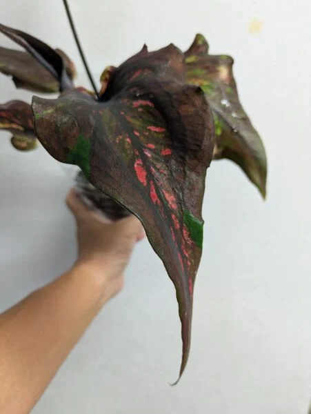 カラジウム·札落ちブラックバタフライかも